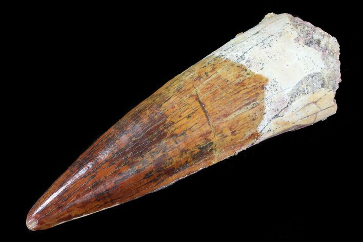 Real Spinosaurus Tooth - Excellent Tip #75209